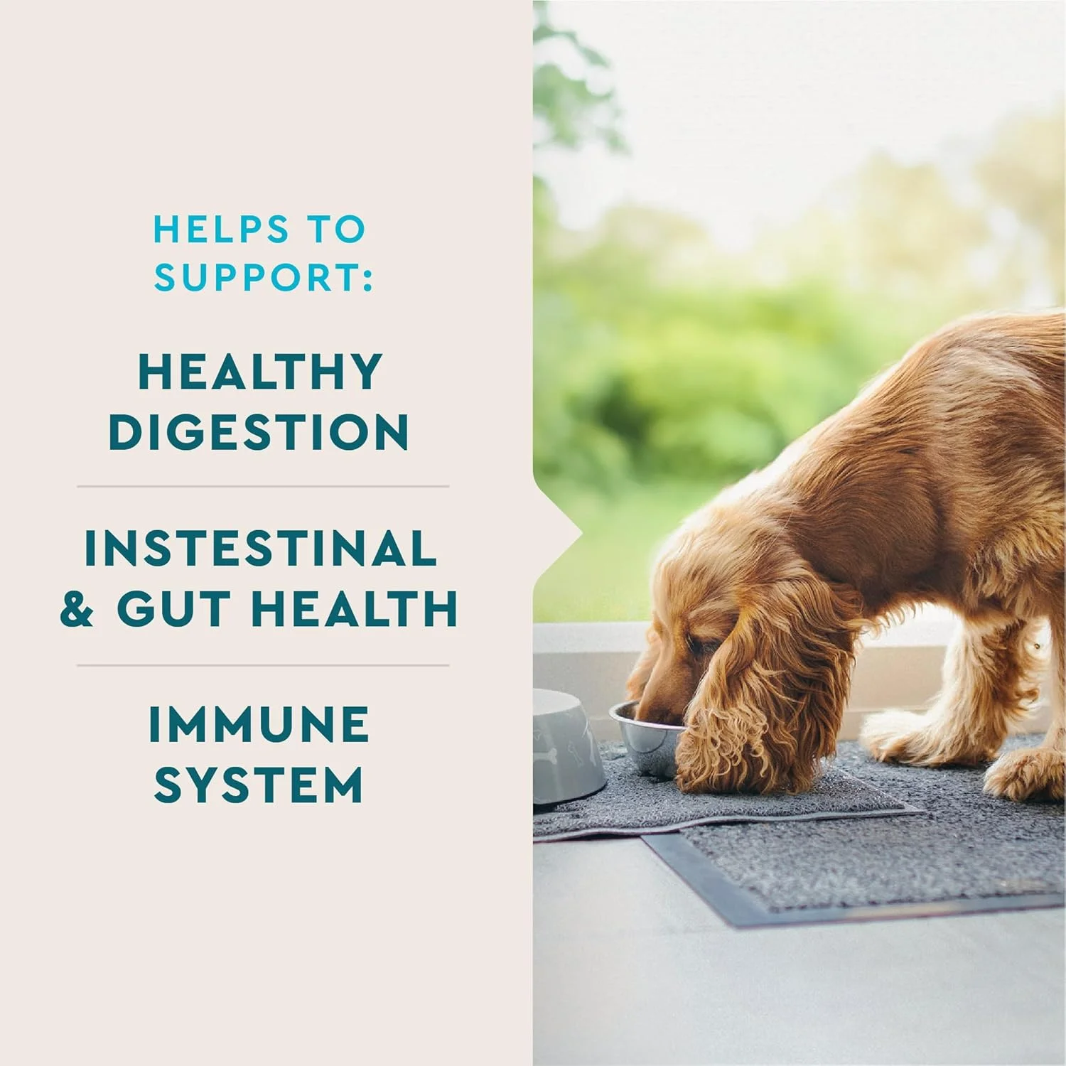 مکمل پروبیوتیک VetIQ برای سگ ها، پشتیبانی از هضم برای سگ ها، تغذیه باکتری های روده و حمایت از عملکرد روده، طعم دود چوب گردو، ساخت ایالات متحده آمریکا، 60 عدد