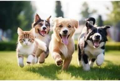 کپسول عصاره 5 قارچ محافظت برای سگ و گربه. حیوانات خانگی را سالم نگه می دارد