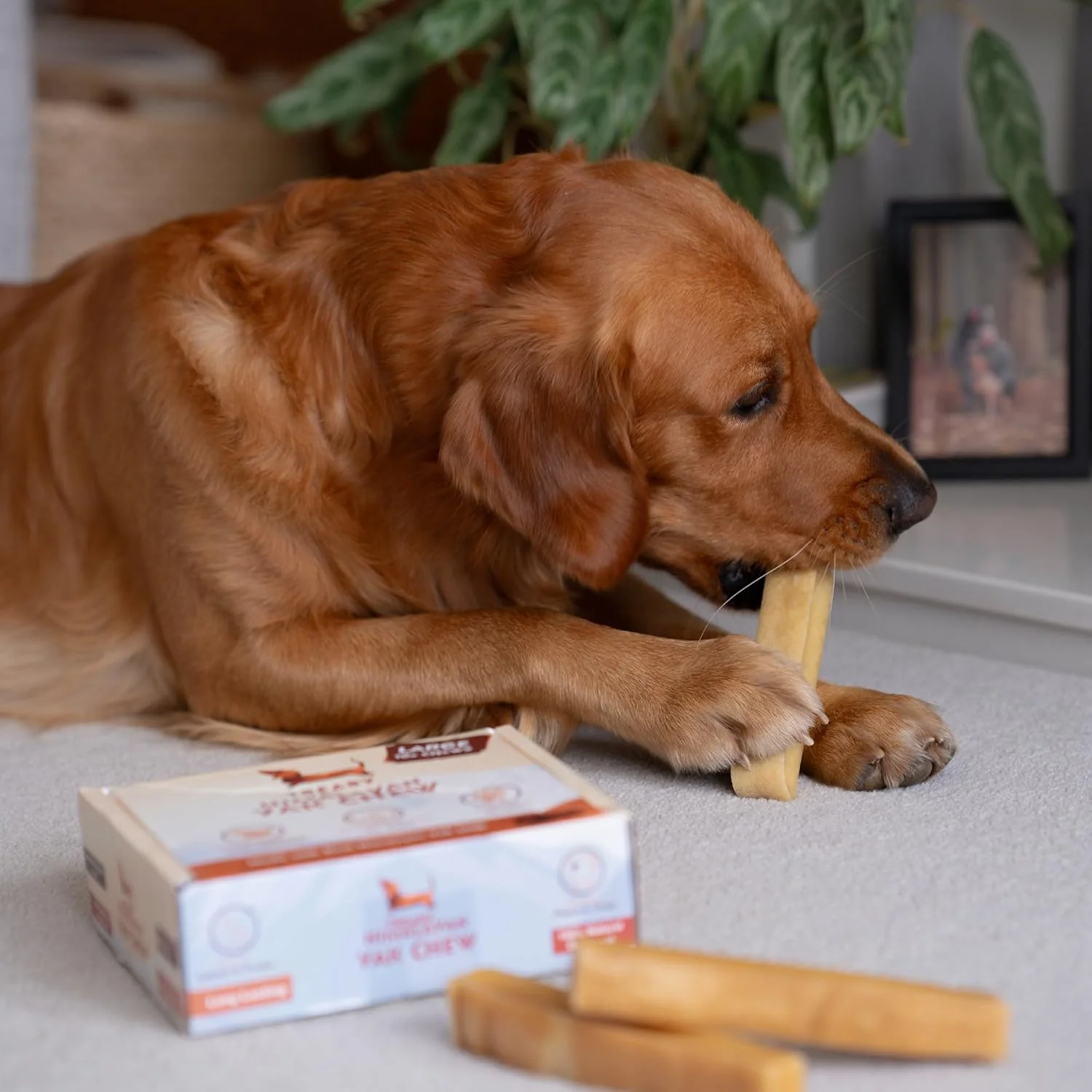 جویدنی شیر یاک هیمالیا برای سگ ها و توله سگ ها، بسته 10 عددی کوچک - چوب دندانی شیر یاک - تشویقی طبیعی و سالم برای دندان ها و استخوان های سگ، جویدنی های ماندگار