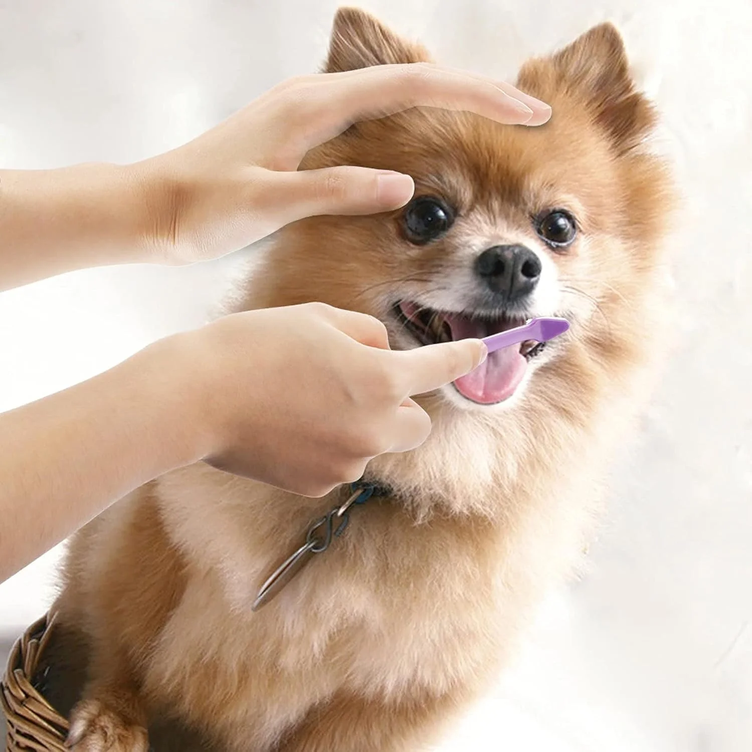 ۳ عدد مسواک دو طرفه برای بهداشت دهان و دندان سگ و گربه، ابزار نظافت حیوانات خانگی