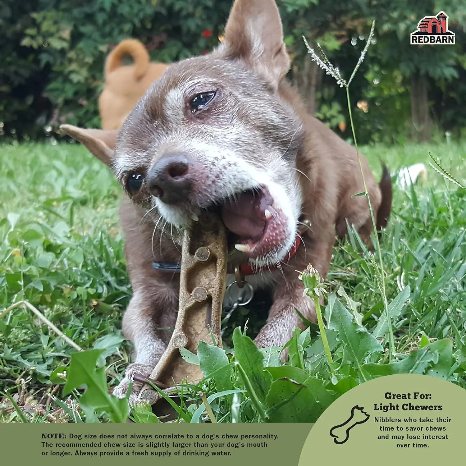 جویدنی های سگ ردبارن (سایز: کوچک، شکل: برس، بسته 24 عددی)