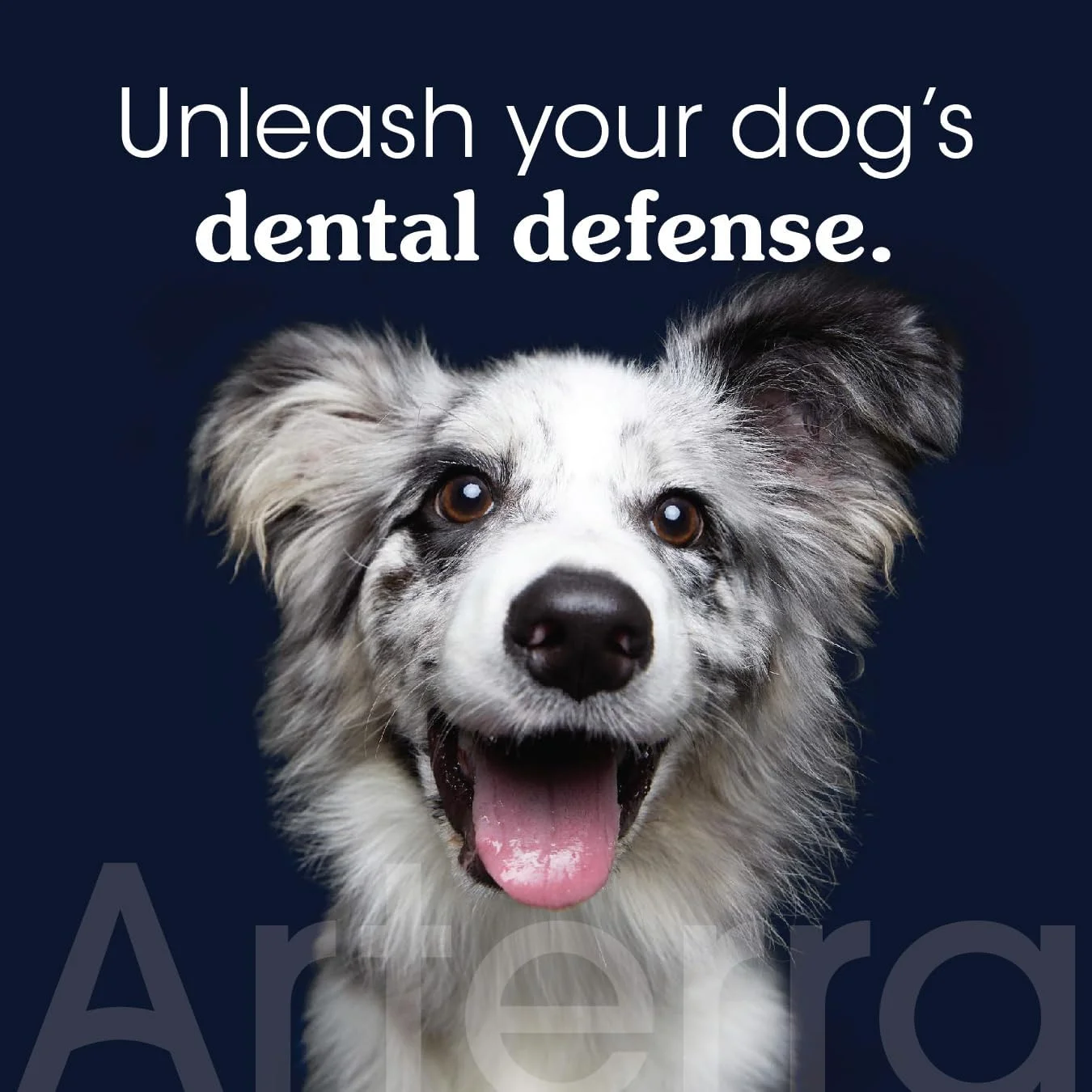 خمیر دندان معدنی سگ - درجه دامپزشکی، با نانو هیدروکسی آپاتیت، پوسیدگی های اولیه را معکوس می کند، دندان ها را تمیز می کند، جرم را کاهش می دهد، تنفس را تازه می کند توسط Arterra Pet Science، گیاهی، طعم طبیعی، 4oz