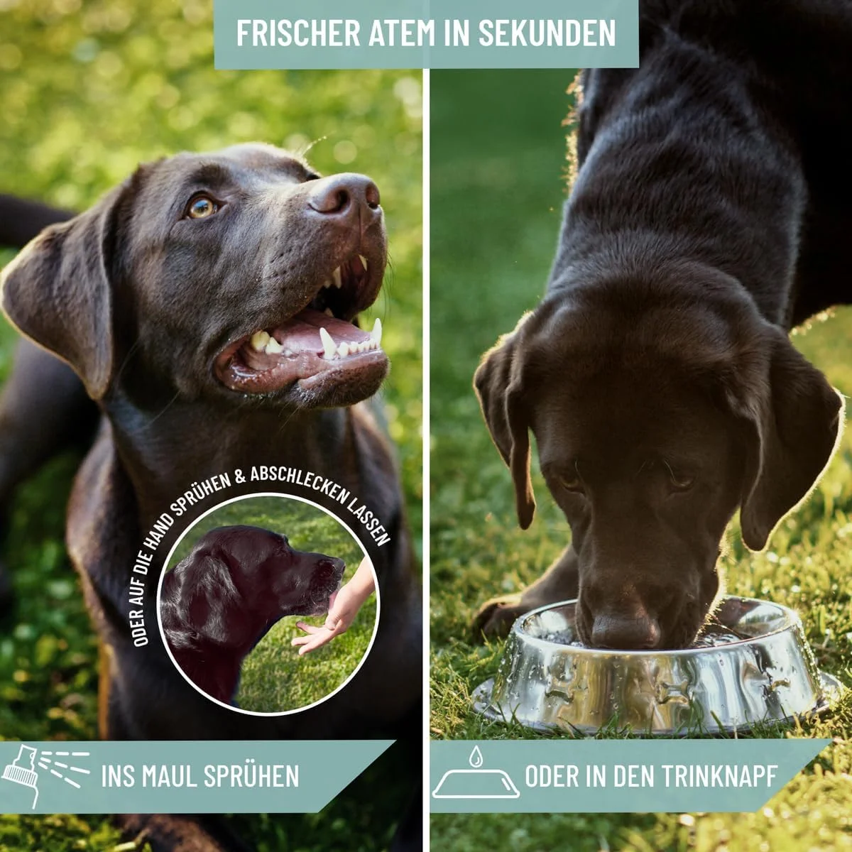 اسپری دندان سگ ریوِت - از بین برنده پلاک | خنثی کننده بوی بد دهان | جلوگیری از جرم دندان | اسپری مراقبت از دندان سگ، تمیز کردن دندان بدون برس برای تنفس تازه 120 میلی لیتر