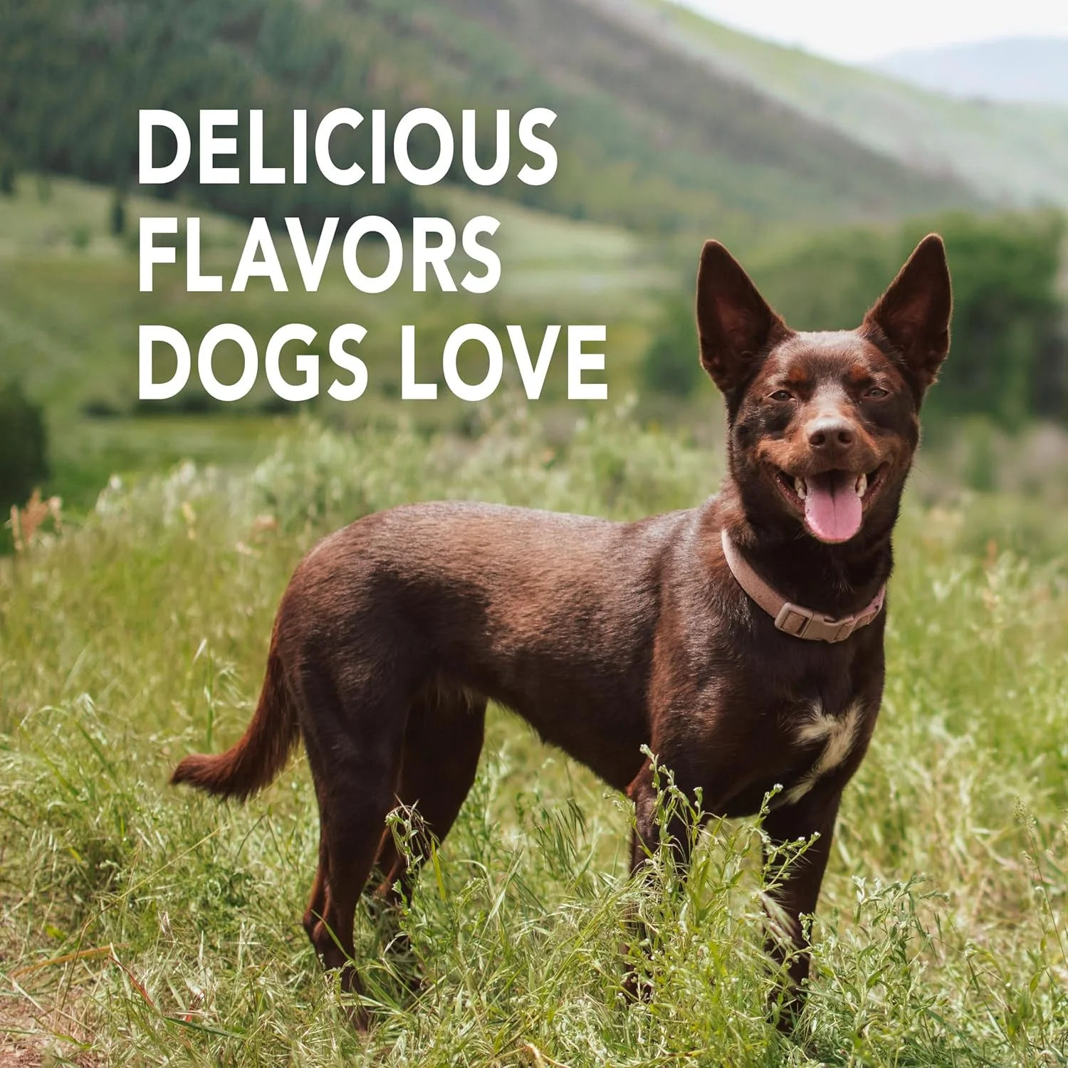 خمیر دندان آنزیمی سگ پترودکس، طعم مرغ، 177 گرم