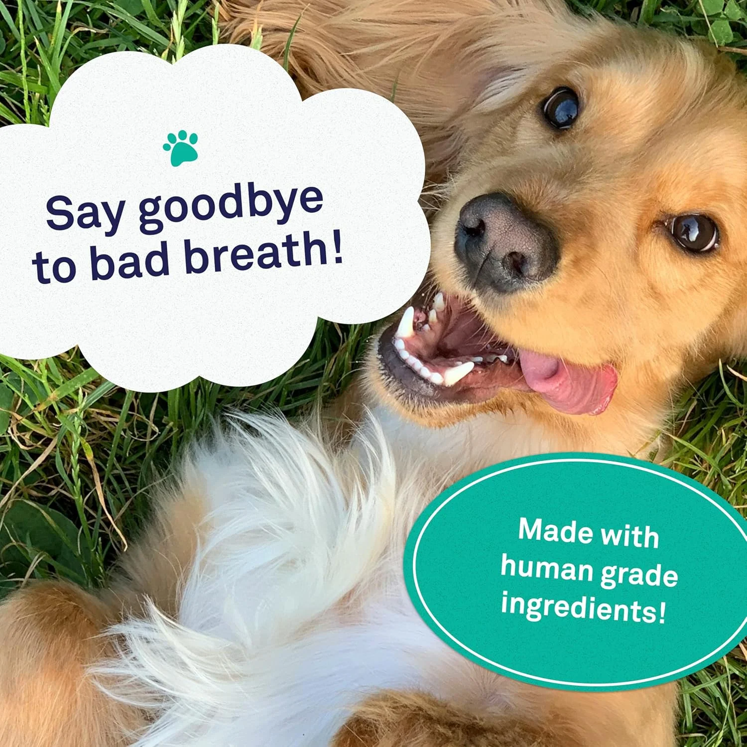 محلول دندان سگ پت‌پست - افزودنی آب برای از بین بردن بوی بد دهان - پلاک و پوسیدگی دندان - محلول طبیعی تمیز کننده دندان (474 میلی لیتر)