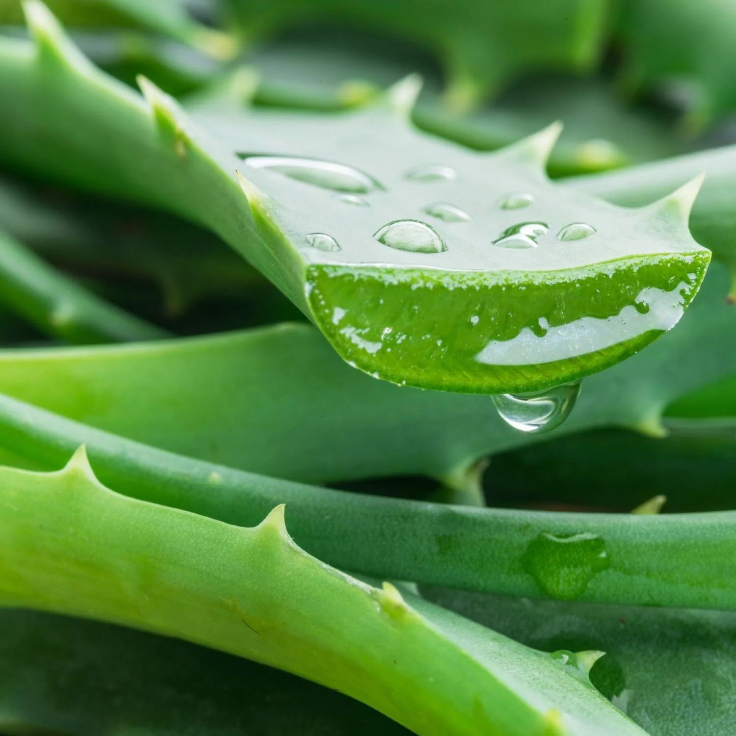 ژل دندان حیوانات خانگی با آلوئه ورا | مراقبت دهانی بدون نیاز به مسواک، کاهش پلاک و جرم، مراقبت از دندان و لثه سگ و گربه و خوشبو کننده دهان | 80 میلی لیتر