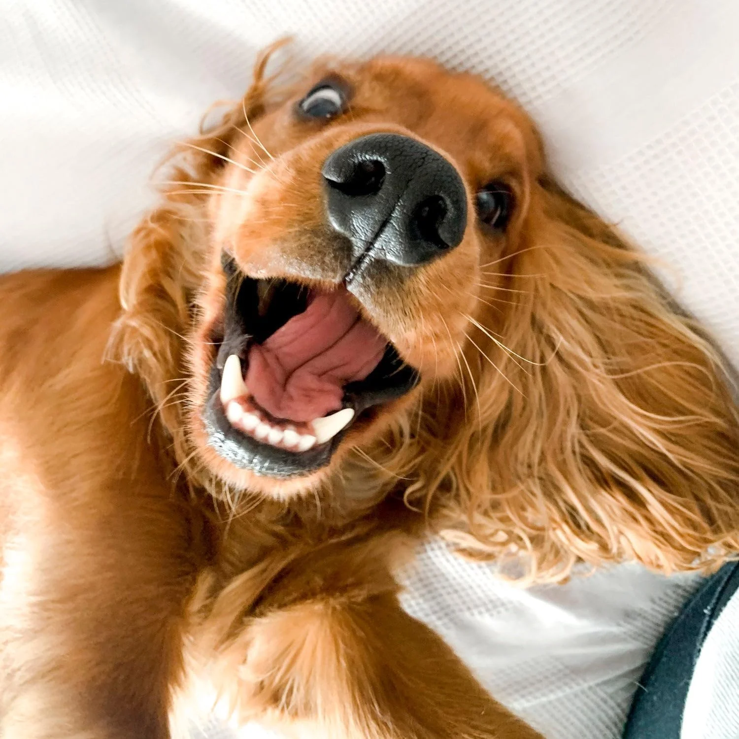 ژل دندان حیوانات خانگی با آلوئه ورا | مراقبت دهانی بدون نیاز به مسواک، کاهش پلاک و جرم، مراقبت از دندان و لثه سگ و گربه و خوشبو کننده دهان | 80 میلی لیتر