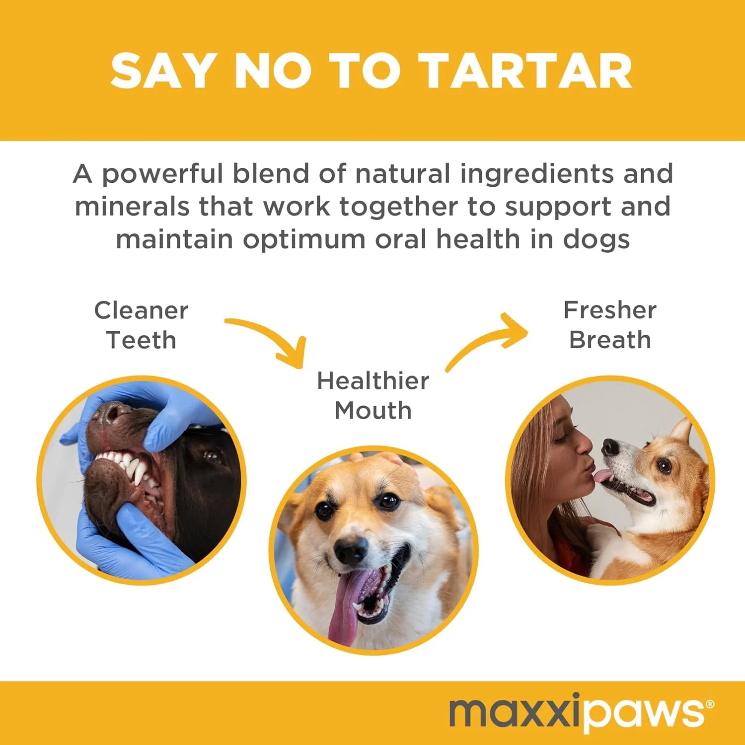 پودر مکمل پشتیبانی پیشرفته دهان و دندان Maxxidental Maxxipaws – مراقبت از دندان و لثه برای سگ ها، 140 گرم