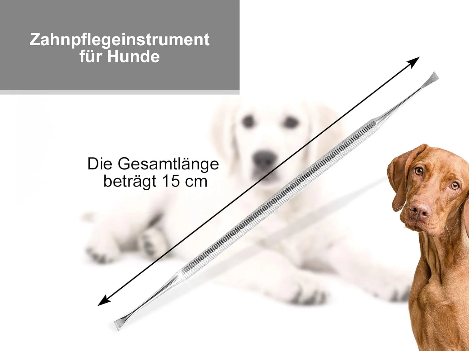 ابزار جرم گیر دندان سگ و حیوانات خانگی InstrumenteNrw - شکل بال چپ و راست استیل ضد زنگ برای تمیز کردن دندان و مراقبت از دندان ابزار جرم گیر دندان سگ و حیوانات خانگی InstrumenteNrw - شکل بال چپ و راست استیل ضد زنگ برای تمیز کردن دندان و مراقبت از دندان