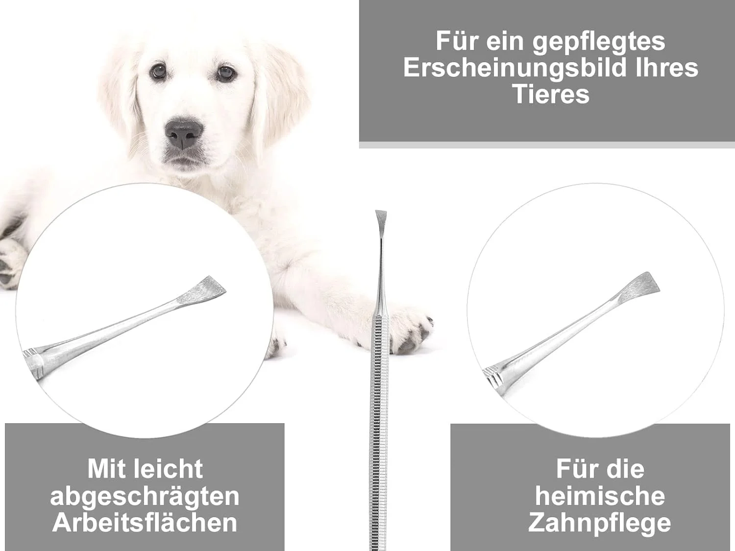 ابزار جرم گیر دندان سگ و حیوانات خانگی InstrumenteNrw - شکل بال چپ و راست استیل ضد زنگ برای تمیز کردن دندان و مراقبت از دندان ابزار جرم گیر دندان سگ و حیوانات خانگی InstrumenteNrw - شکل بال چپ و راست استیل ضد زنگ برای تمیز کردن دندان و مراقبت از دندان