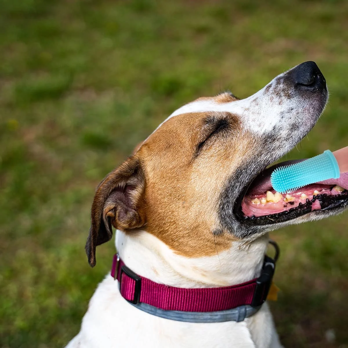 مسواک انگشتی سگ، بسته 4 عددی، مسواک انگشتی سیلیکونی با کیفیت غذایی برای تمیز کردن دهان و دندان سگ (4 رنگ)