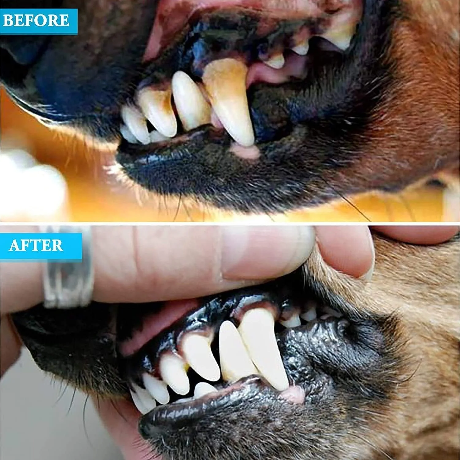 ابزار جرم گیری دندان سگ و تمیز کردن دندان حیوانات خانگی