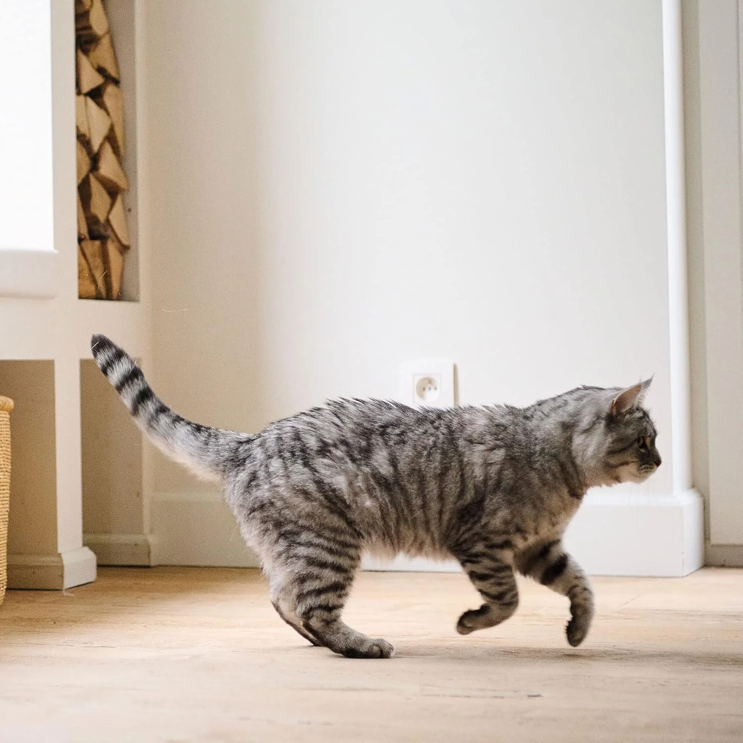 بیفار Top 10 مولتی ویتامین گربه 180 مکمل غذایی