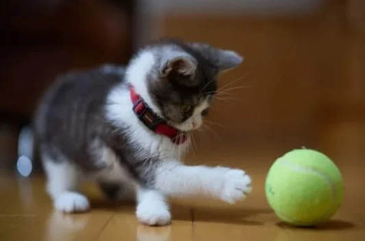 اسپری کت نیپ Bio PetActive برای گربه ها 100 میلی لیتر