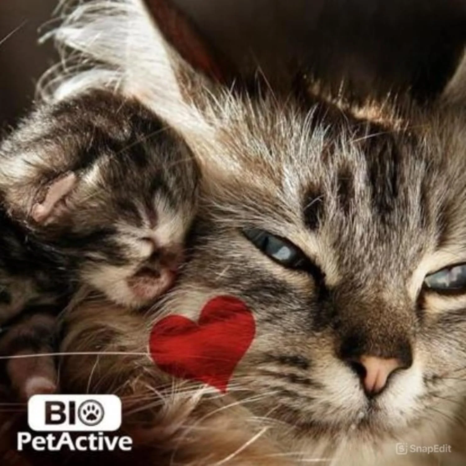 اسپری کت نیپ Bio PetActive برای گربه ها 100 میلی لیتر