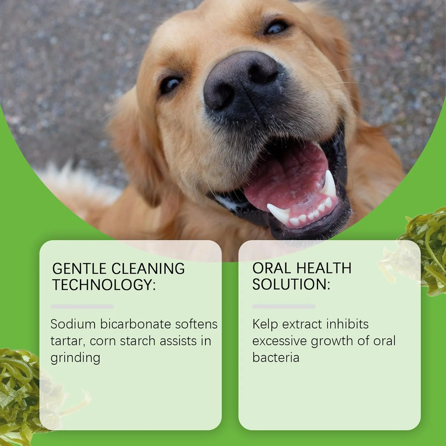 پودر تمیز کننده دندان سگ، پودر خوشبو کننده دهان گربه، لوازم حیوانات خانگی خوشبو کننده دهان گربه با ماندگاری طولانی برای توله سگ کوچک و بزرگ، بچه گربه، همه نژادها، استفاده روزانه در محیط داخلی پودر تمیز کننده دندان سگ، پودر خوشبو کننده دهان گربه، لوازم حیوانات خانگی خوشبو کننده دهان گربه با ماندگاری طولانی برای توله سگ کوچک و بزرگ، بچه گربه، همه نژادها، استفاده روزانه در محیط داخلی