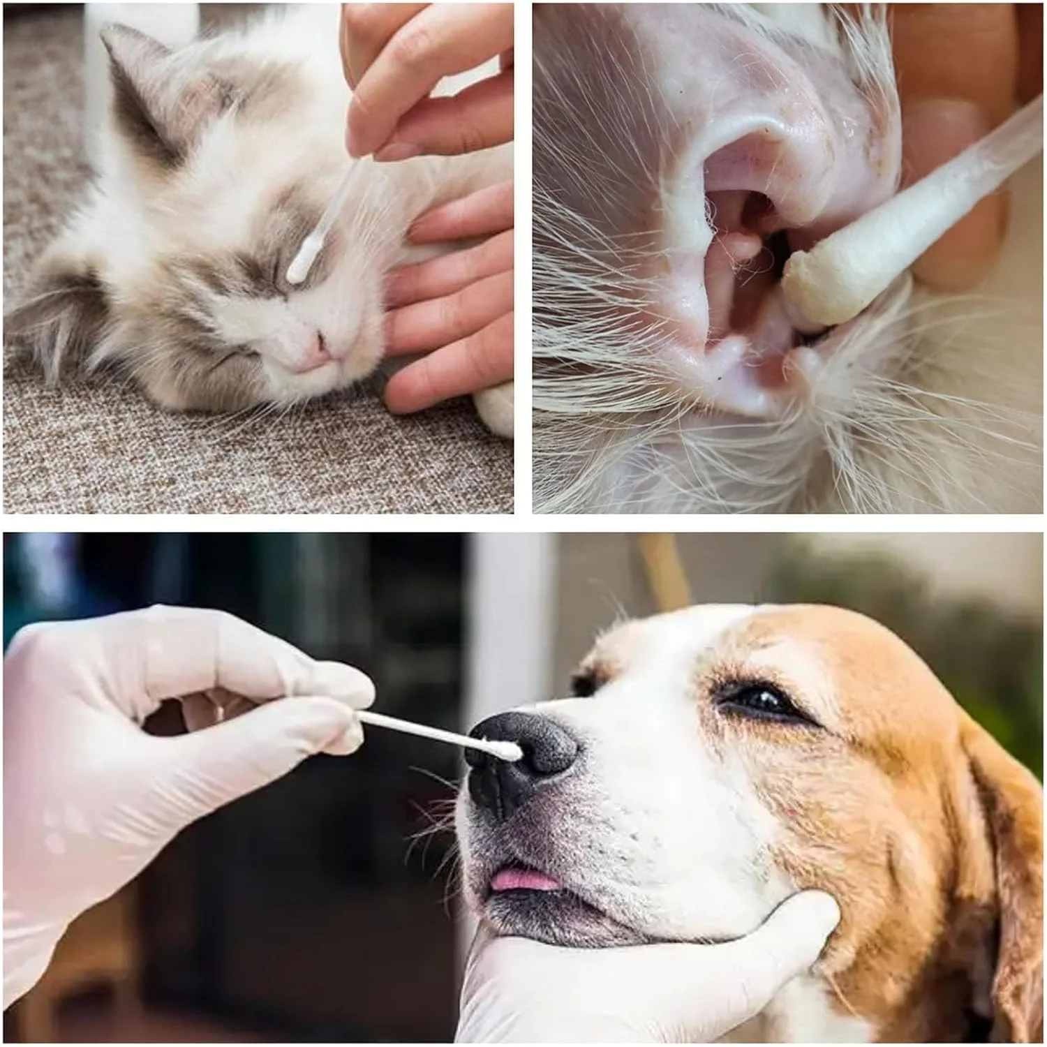 پاک کننده گوش، 50 عدد، لوازم تمیز کننده مراقبت از گوش، مناسب برای چشم، بینی و پنجه سگ و گربه