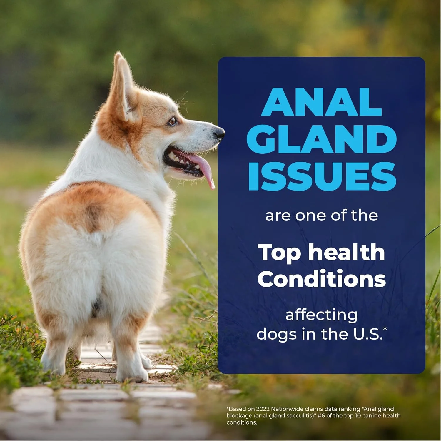 اسپری یا دستمال مرطوب التیام بخش سگ Vetnique Glandex برای رفع مشکل کشیدن باسن سگ - تسکین موضعی خارش پوست برای التیام غدد ملتهب در سگ ها و گربه ها - فرمول سریع الاثر (اسپری 118 میلی لیتری)