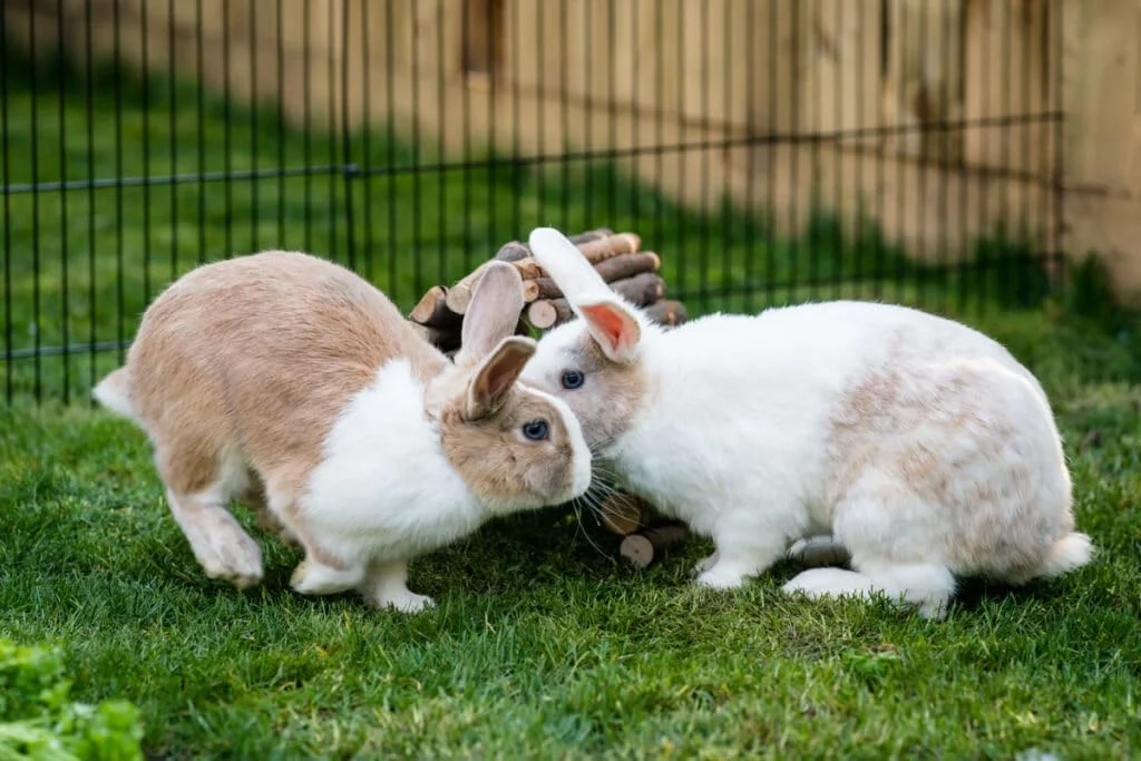 خوراک پلت خرگوش ارگانیک بدون سویا نیو کانتری، 25 پوند