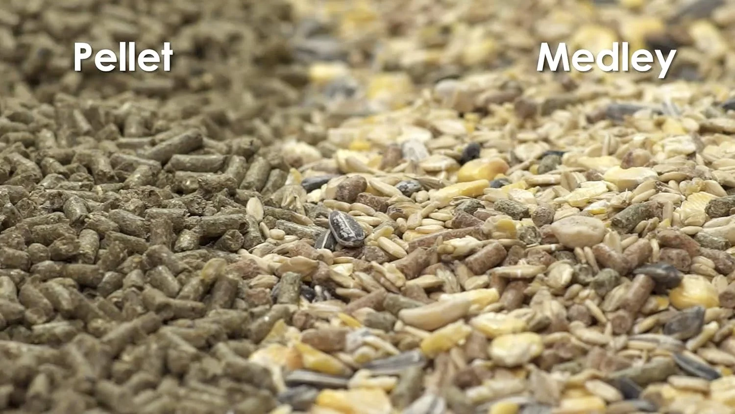 غذای خوکچه هندی Kaytee Forti Diet Pro Health، ۱۱.۳ کیلوگرمی