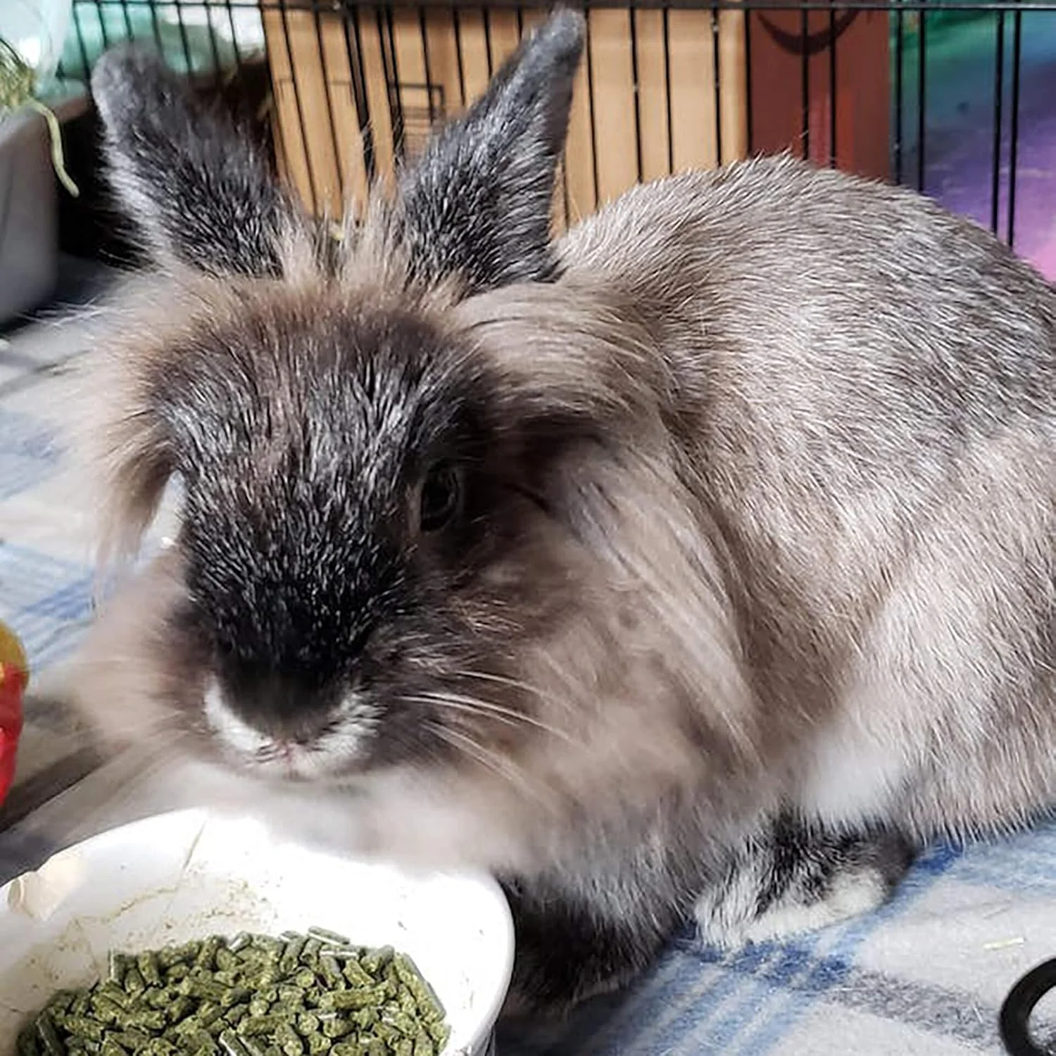 غذای بچه خرگوش شروود. پلت مبتنی بر یونجه. بدون گندم، ذرت یا سویا برای هضم بهتر. 2 کیلوگرم