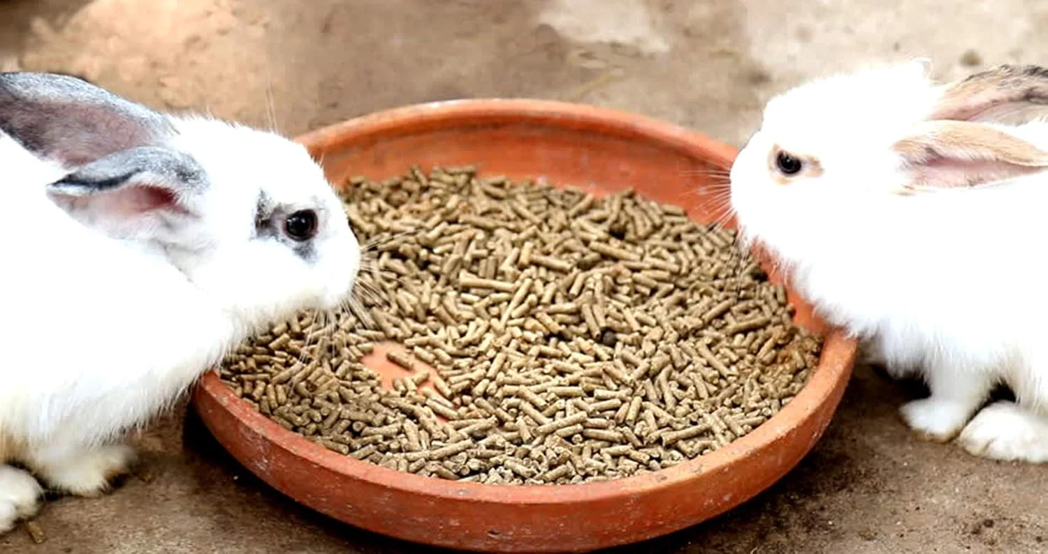 غذای خرگوش اسکای ۱۰۰٪ طبیعی برای رشد، ۱ کیلوگرم (۱۰۰۰ گرم) غذای خشک خرگوش، همستر، خوکچه هندی، پلت غذای خرگوش