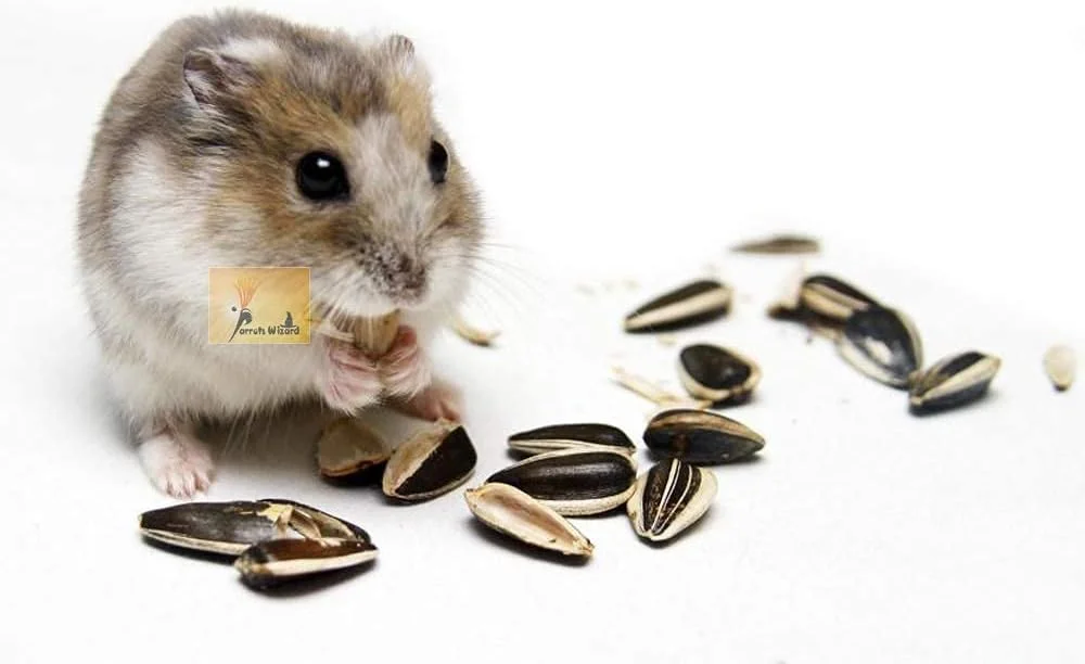 غذای همستر دانه آفتابگردان Parrot Wizard [۴۵۰ گرم]