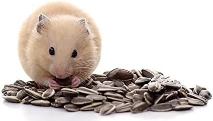 غذای همستر دانه آفتابگردان Parrot Wizard [۴۵۰ گرم]