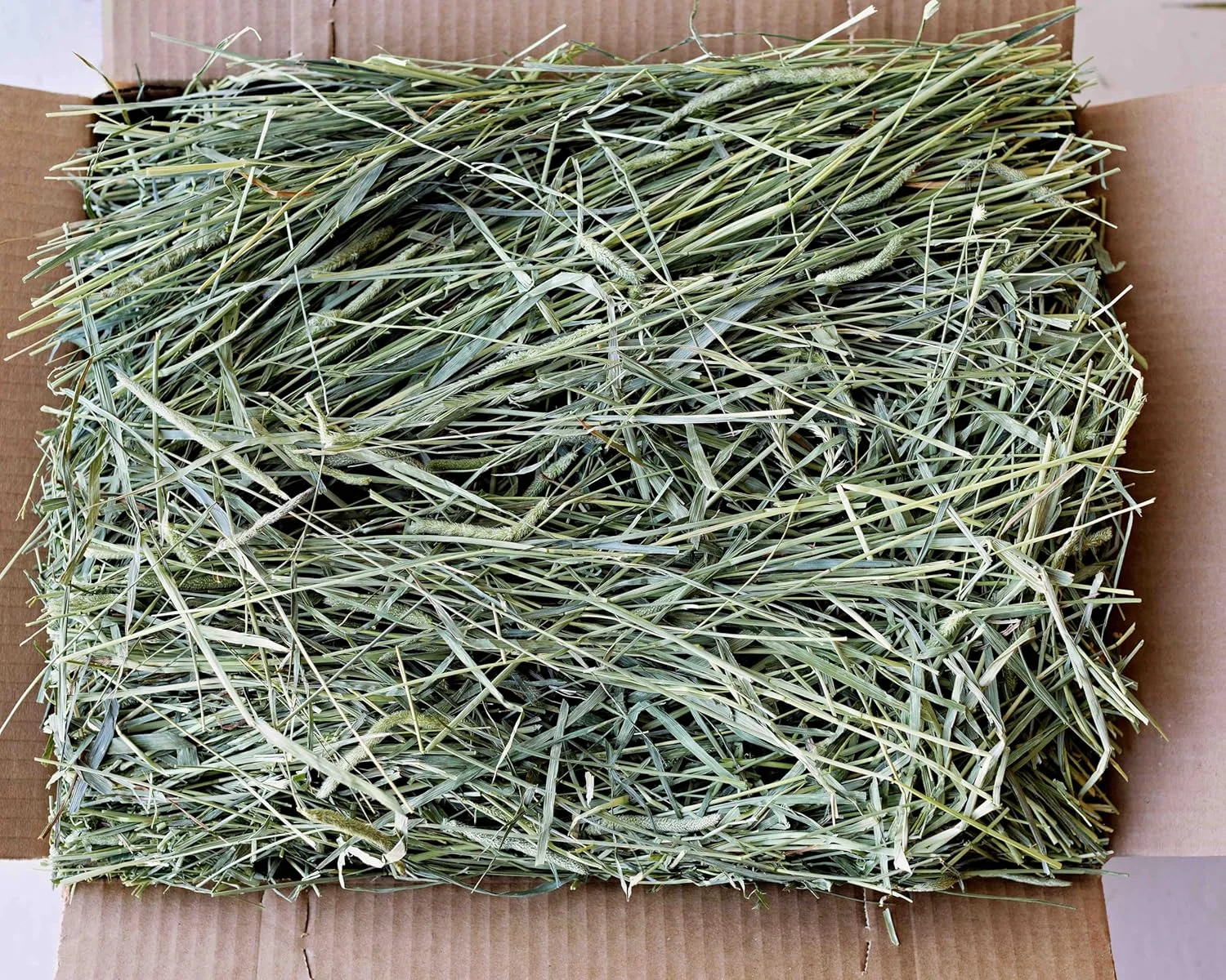 یونجه تیموتی درجه یک، 1.36 کیلوگرم