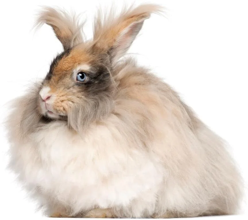 پلت زرد بهبود دهنده گوارش CBB امریکن پت داینر، 8 اونس