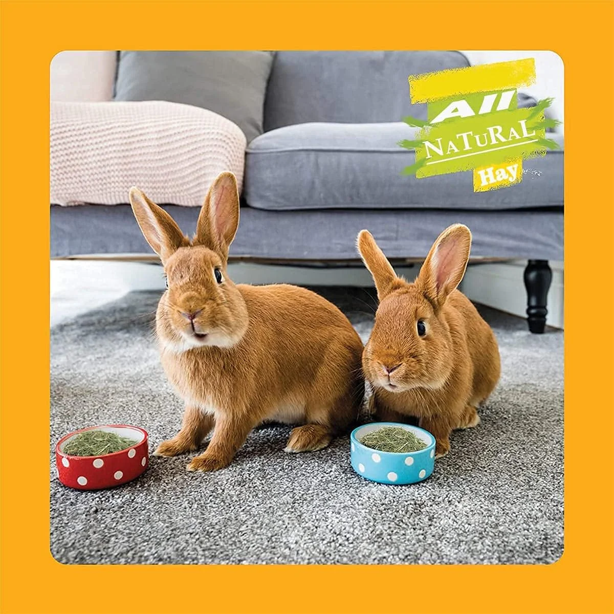 یونجه خشک شده طبیعی آکورن (۱.۴ کیلوگرم) | غذا برای خرگوش، خوکچه هندی، همستر و سایر حیوانات کوچک | غذای با فیبر بالا | بدون آفت کش، ۱ عدد