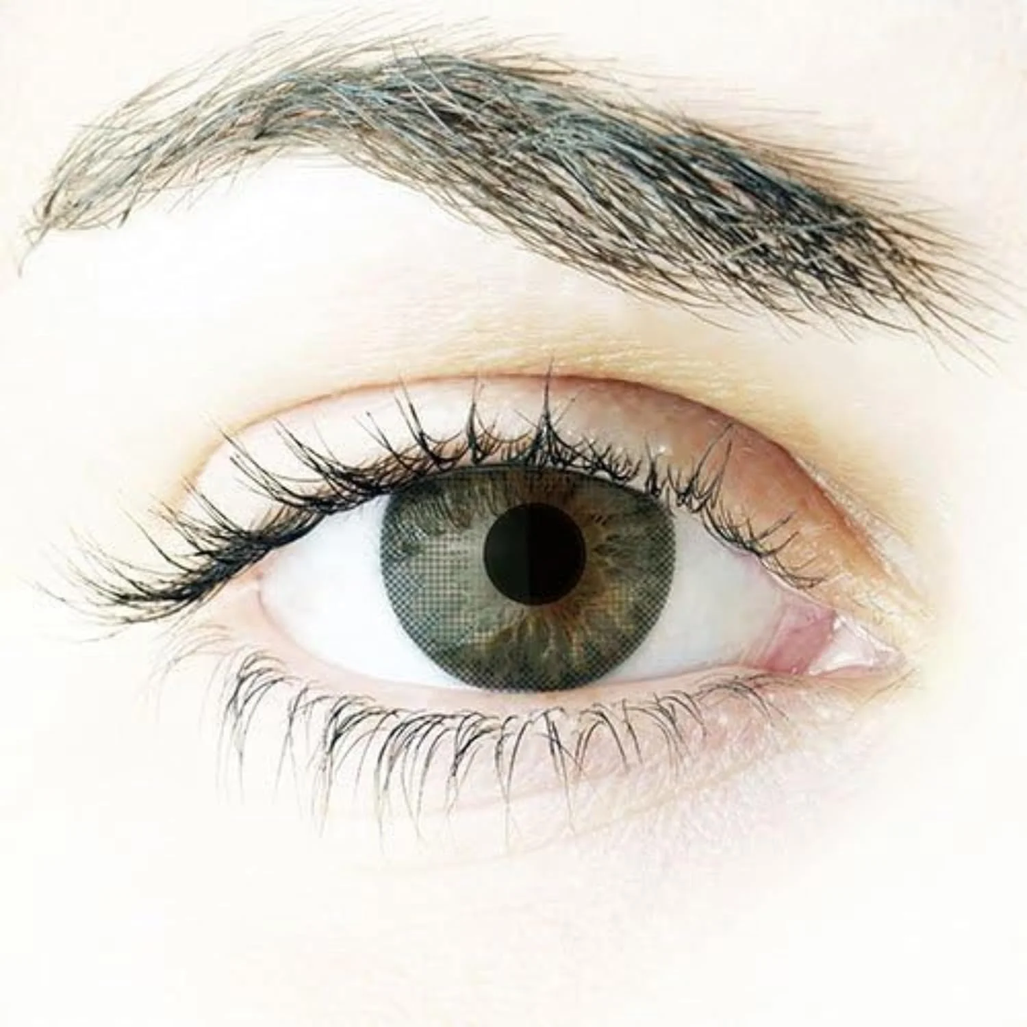 لنز تماسی رنگی روزانه بدون نمره آلکان فرش لوک کالر بلندز (قهوه ای)