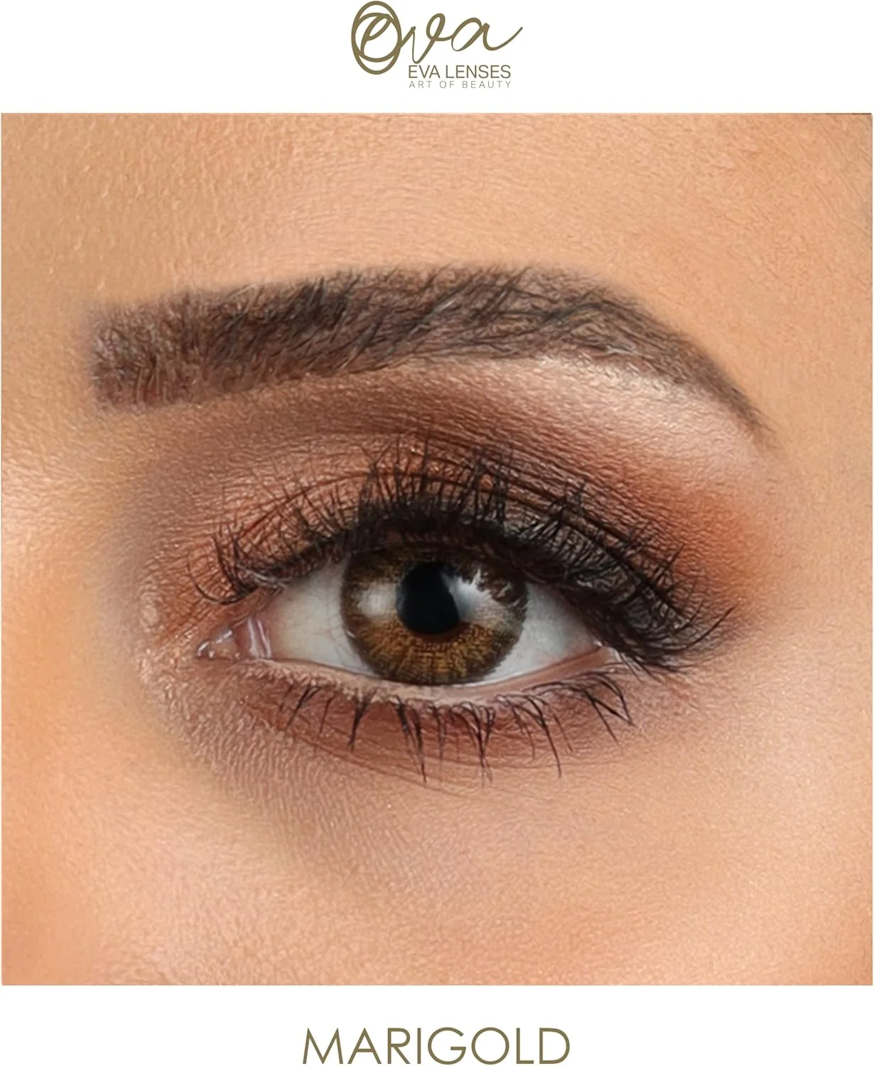 لنزهای اوا (مجموعه فندقی، رنگ: گل جعفری) - لنزهای رنگی بدون نمره - جلوه طبیعی و مناسب برای همه