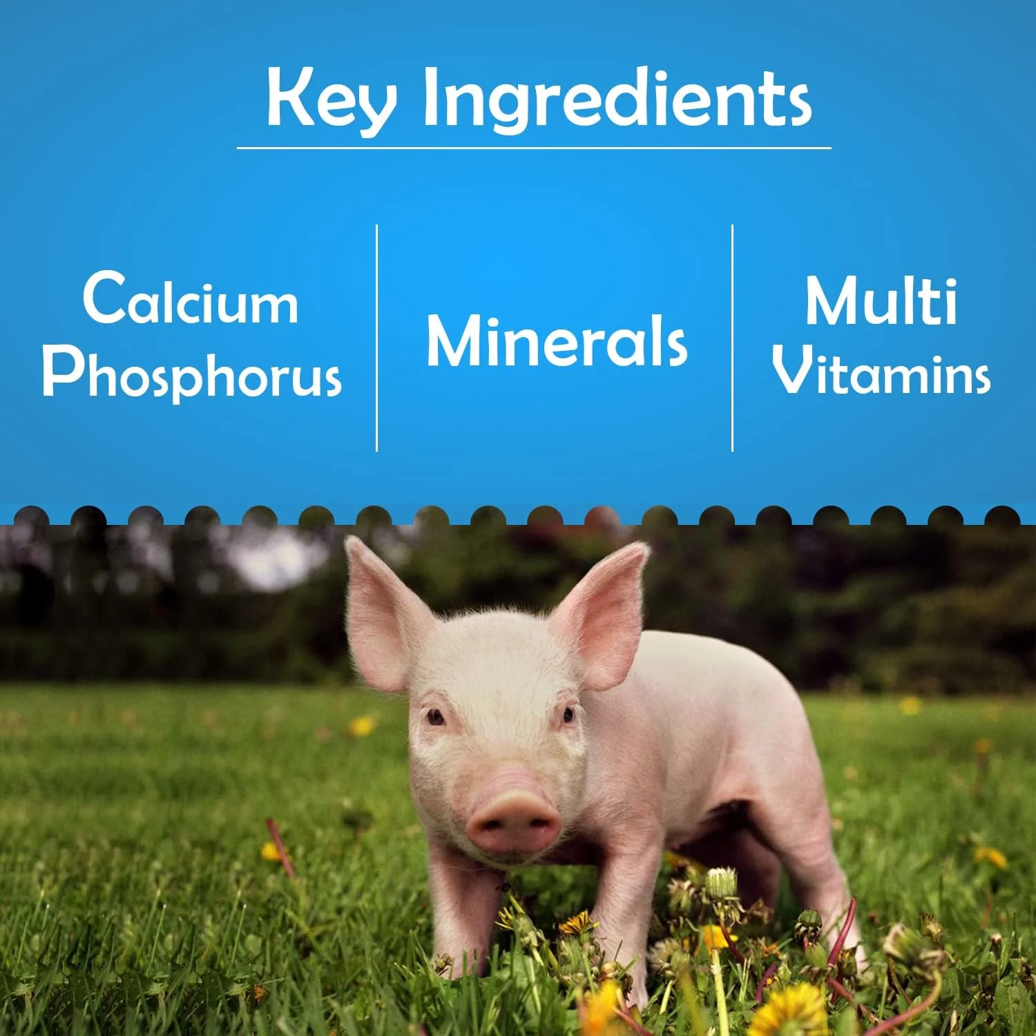 مکمل کلسیم خوک - مکمل کلسیم برای خوک، خوکچه و خوکداری - 5 لیتر مکمل کلسیم خوک - مکمل کلسیم برای خوک، خوکچه و خوکداری - 5 لیتر