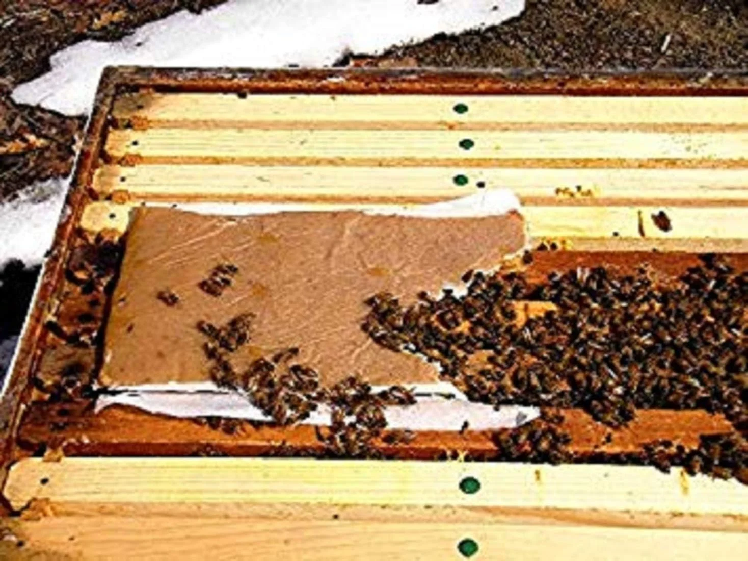 پاتی گرده VILLAGE GIFT IMPORTERS | فرمول پروتئین بالا | خوراک مکمل برای تمام سطوح زنبورداران