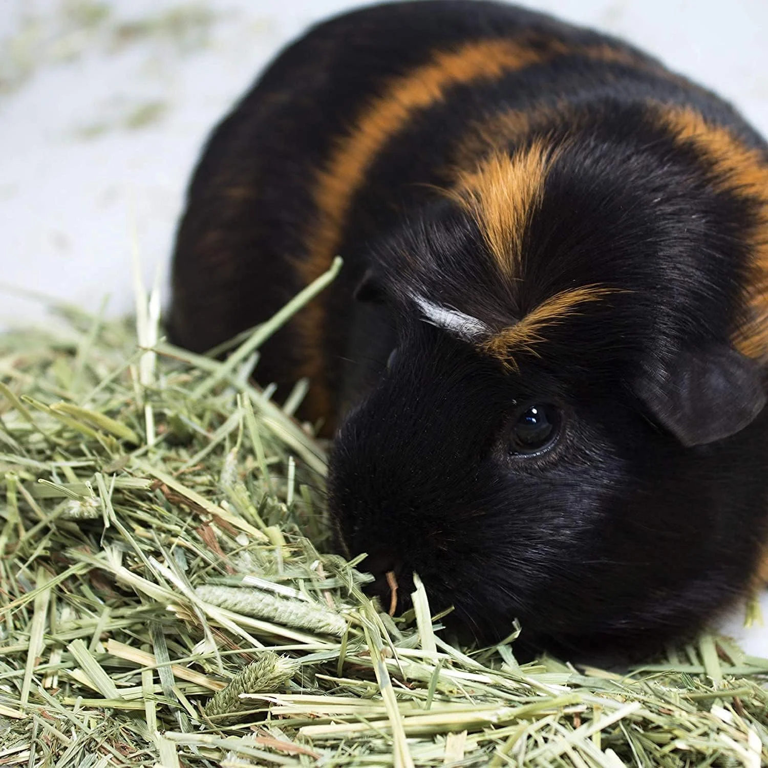 یونجه خشک تیموتی آکورن (900 گرم) | غذای خرگوش، خوکچه هندی، همستر و سایر حیوانات کوچک | غذای سرشار از فیبر | بدون آفت کش