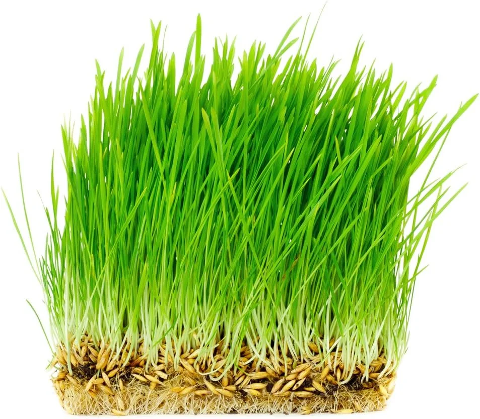 بذر جو دوسر ارگانیک و غیر تراریخته تاندر اکرز (450 گرم)