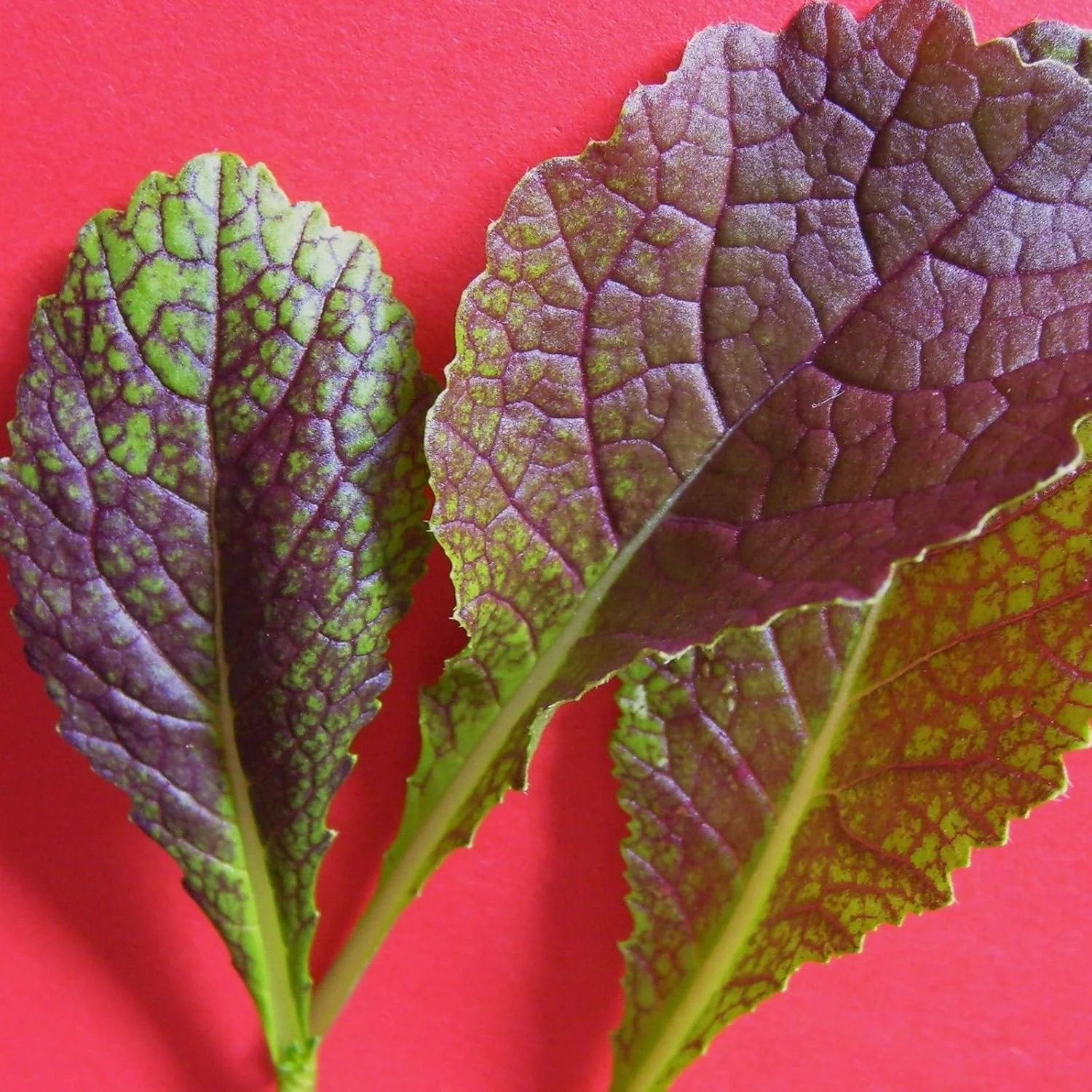 خردل غول سرخ - 800 بذر [خردل سالاد برگ قرمز غول پیکر اصلی]