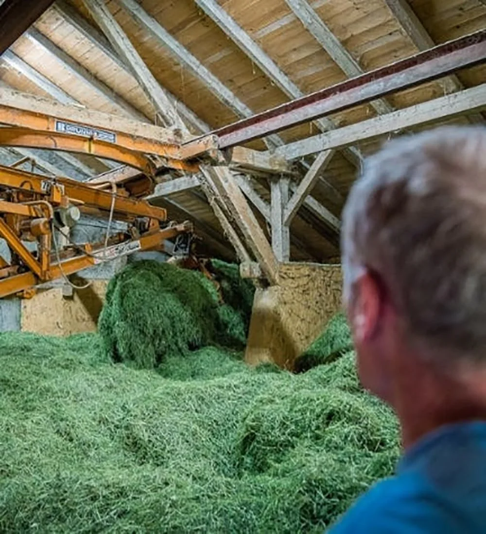 یونجه کوهی آلپاین برای حیوانات خانگی کوچک - 4 کیلوگرم