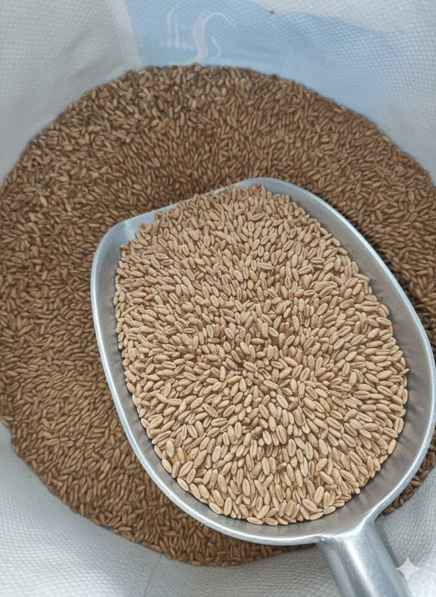 گندم درجه دو ممتاز روسی - خوراک کامل دانه برای حیوانات (کیسه 10 کیلوگرمی) | دانه طبیعی پرانرژی برای طیور، پرندگان، دام و حیوانات مزرعه