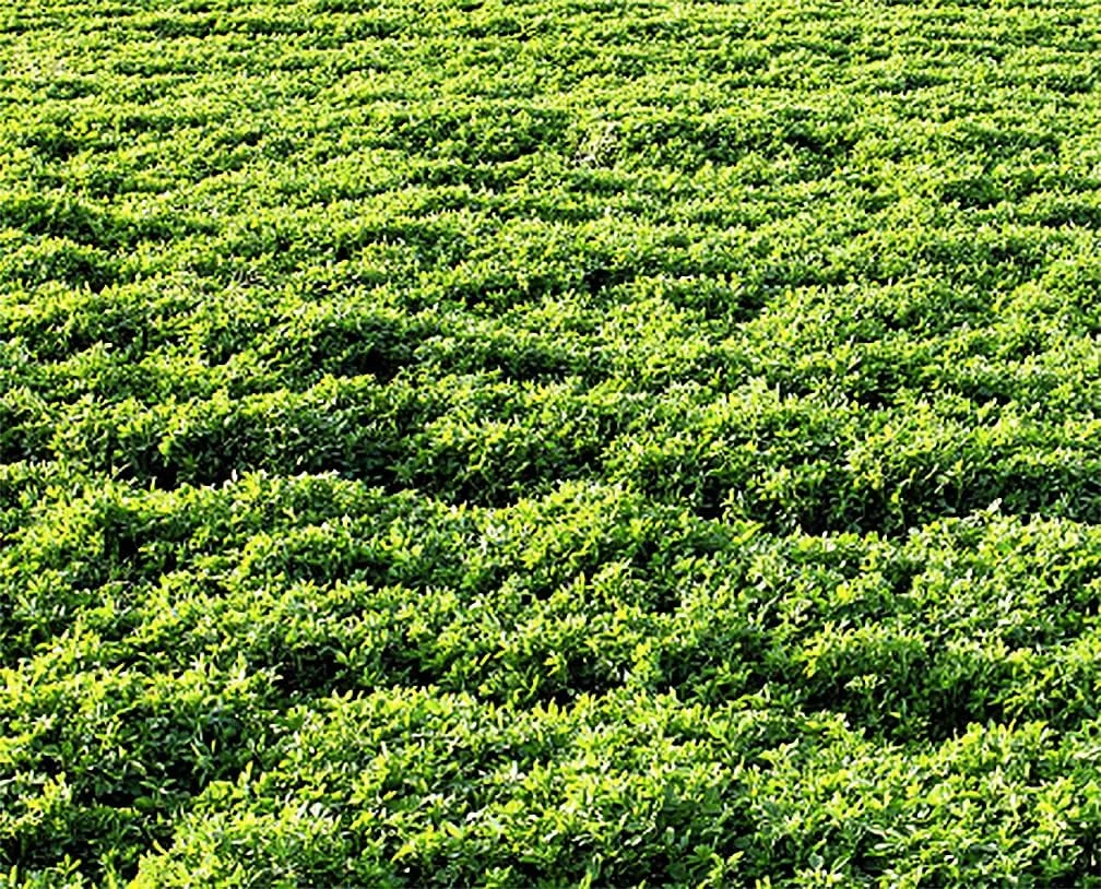 یونجه علوفه ای Marde Ross & Company - 4 اونس