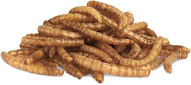 اسنک کرم میل ورم برای حیوانات کوچک - 70 گرم