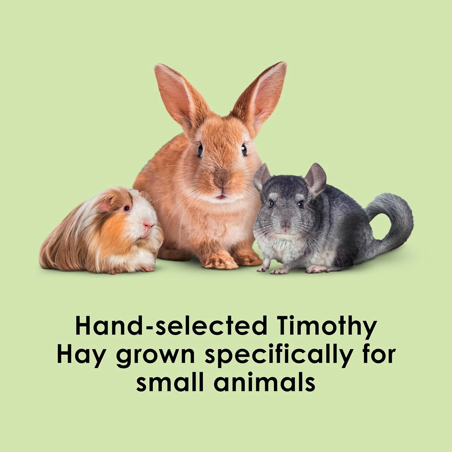 یونجه تیموتی طبیعی کیتی برای خوکچه هندی، خرگوش و سایر حیوانات کوچک، 1360 گرم، 100037001