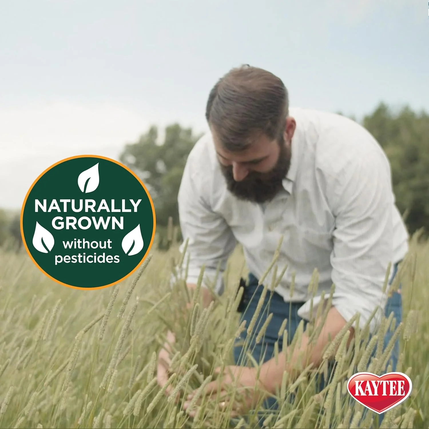 یونجه تیموتی درجه یک کیتی برای خوکچه هندی، خرگوش و سایر حیوانات کوچک، 3 کیلوگرم