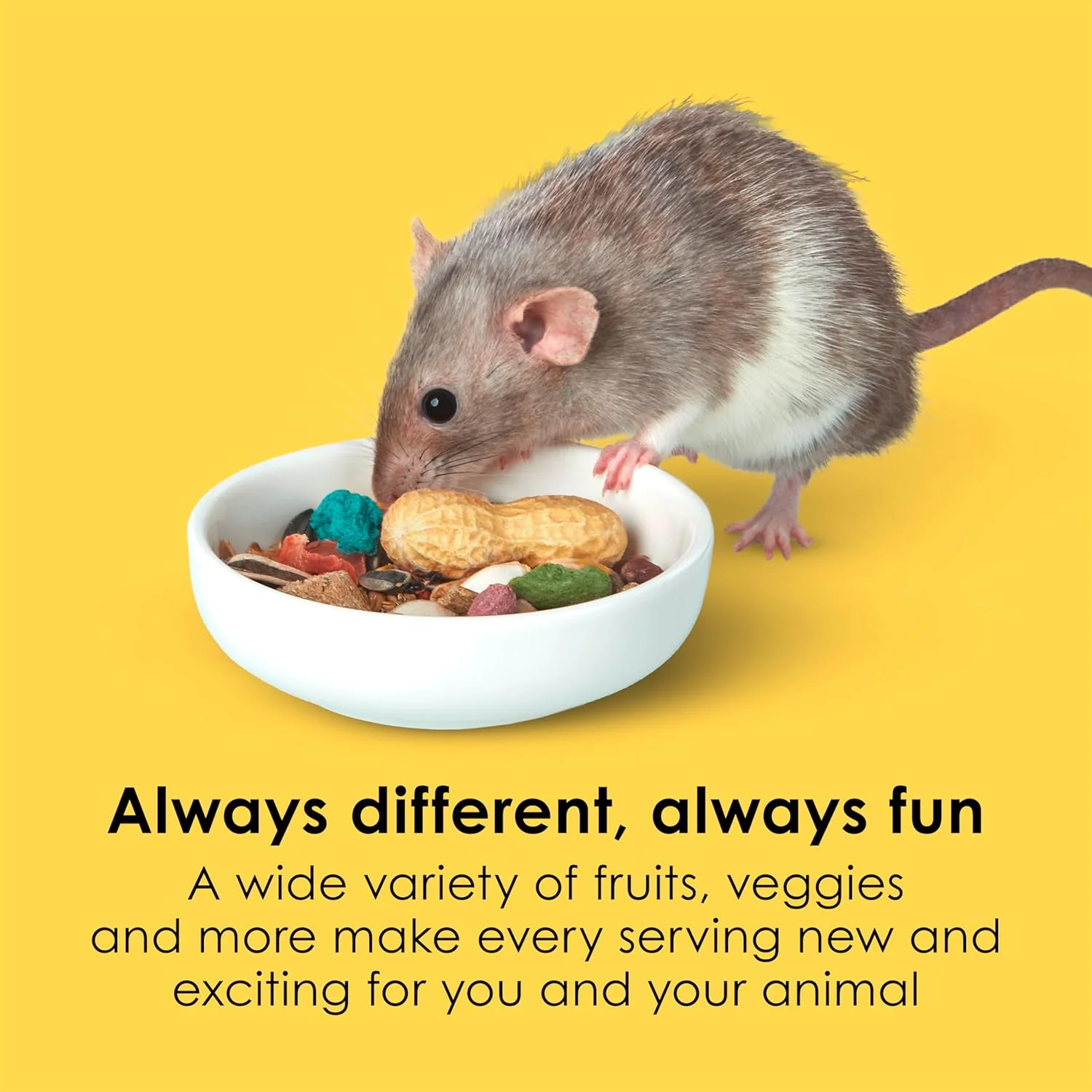 غذای موش و رات کیتی فیستا، کیسه 4.5 پوندی