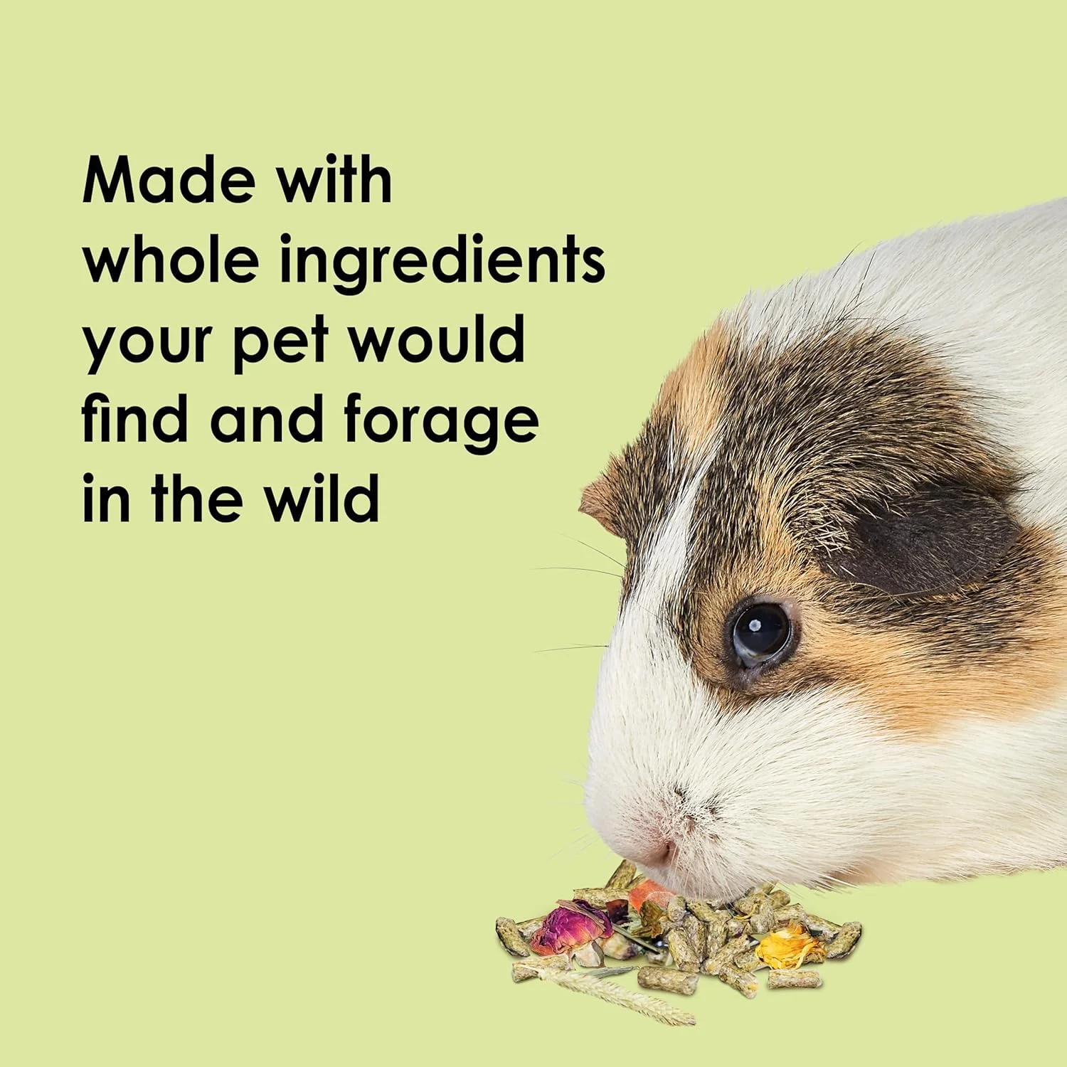 غذای طبیعی خوکچه هندی Kaytee Food from The Wild، وزن ۴ پوند