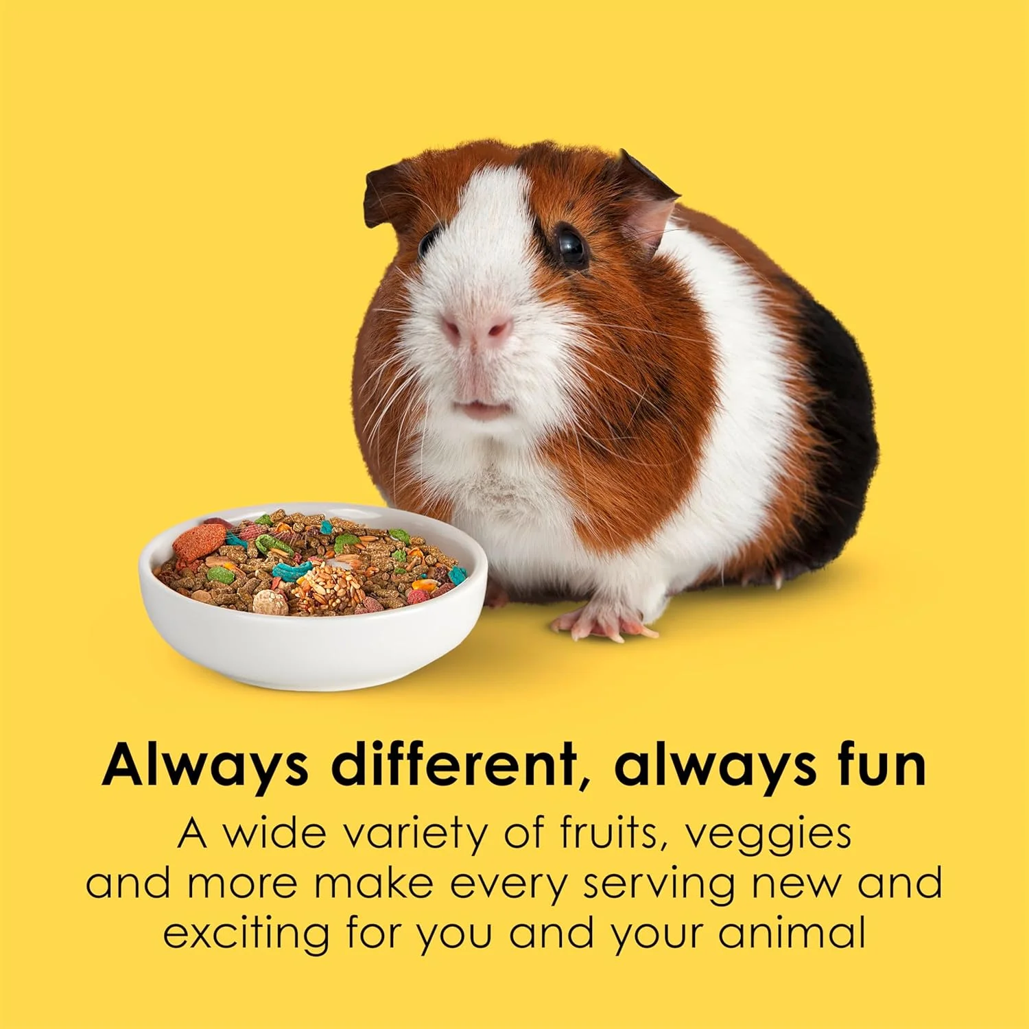 غذای خوکچه هندی کیتی فیستا