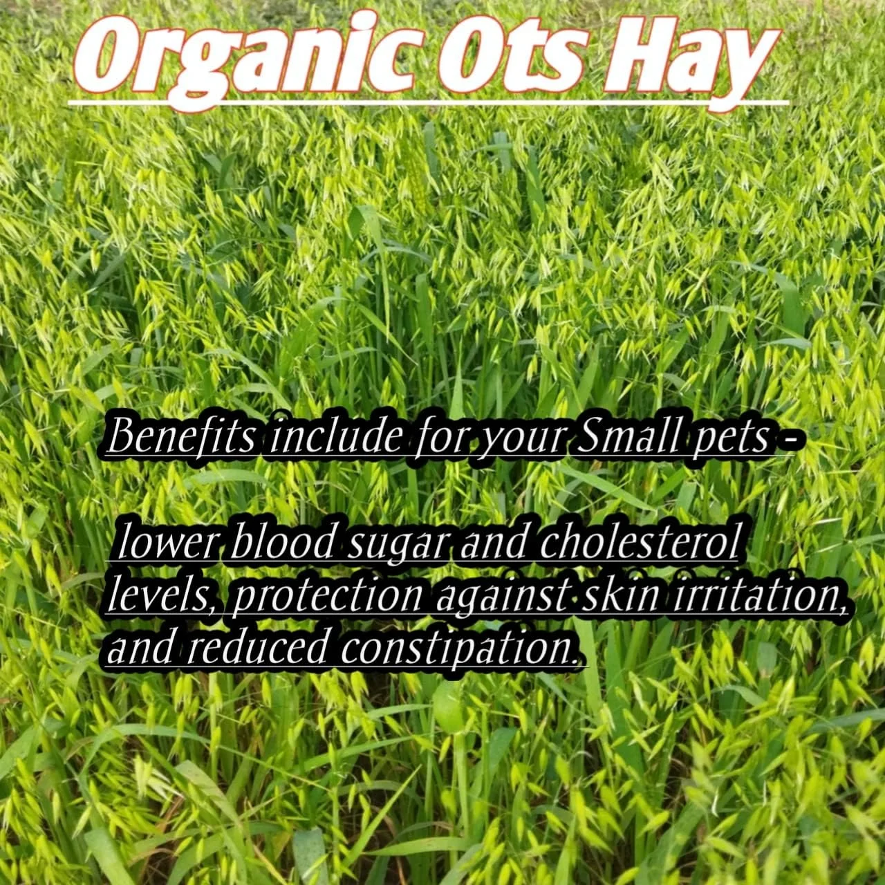 یونجه ممتاز مخلوط با علف تیموتی و بادام زمینی برای خرگوش، خوکچه هندی و همستر (3 کیلوگرم)