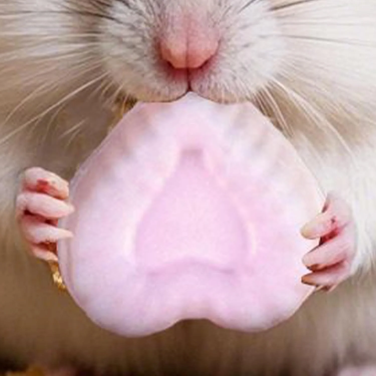 اسباب بازی جویدنی برای همستر، اسباب بازی جویدنی برای چینچیلا، سنگ آسیاب دندان حیوانات کوچک با اشکال خلاقانه برای خرگوش، سنجاب و راسو