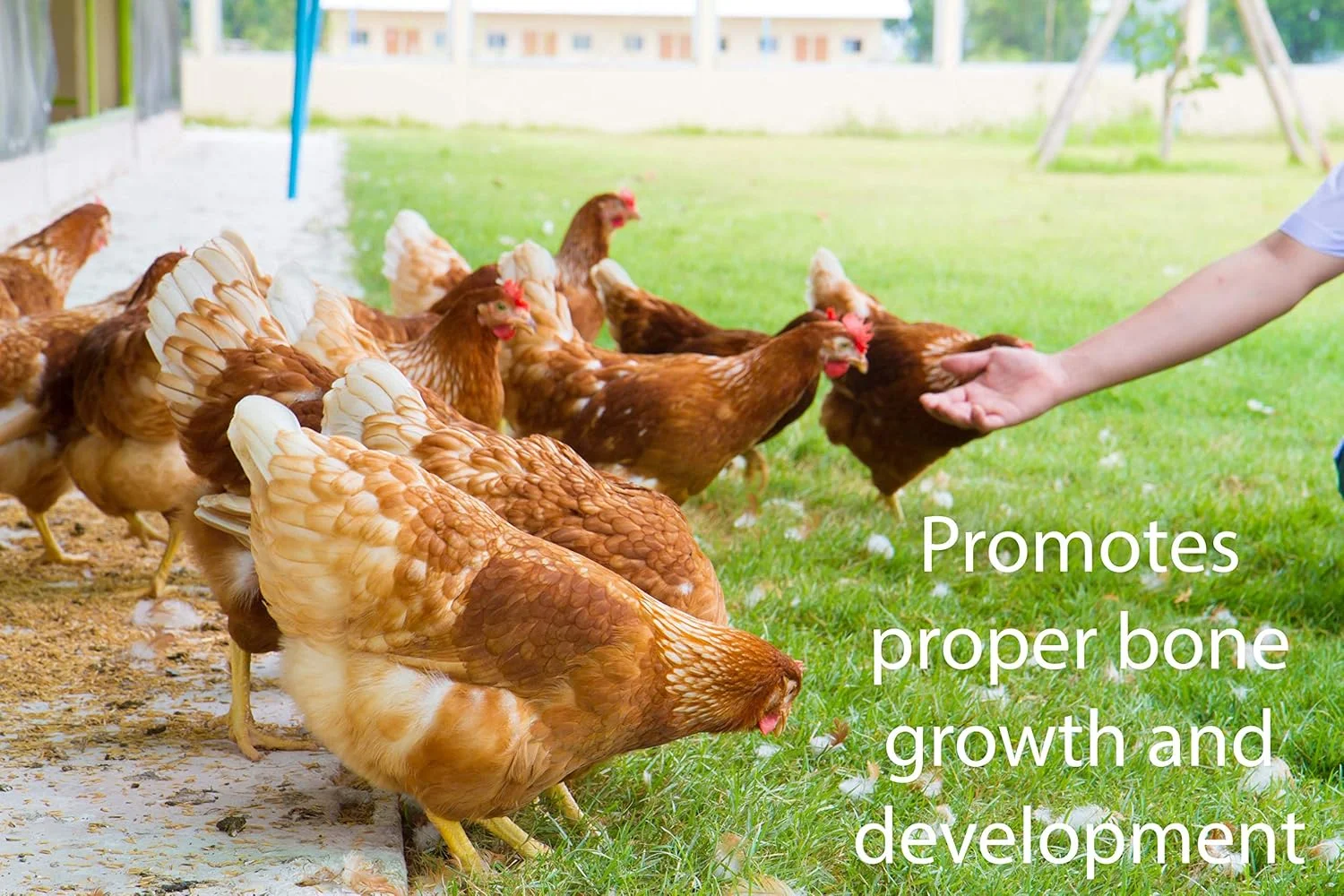 مخمر آبجو | مخصوص حیوانات خانگی | مناسب جوان و بالغ | دانه ای | 1.8 کیلوگرم